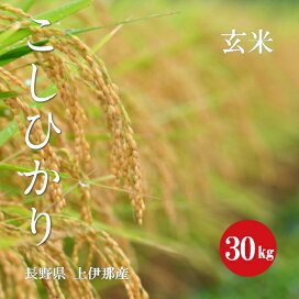 楽天市場】令和7年産 特別栽培米 こしひかり 安曇野産 1等米 玄米 