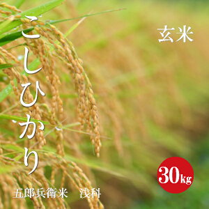 【新米】令和7年産 長野県産 こしひかり 五郎兵衛米 1等米 玄米 30kg