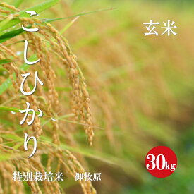 令和5年産 特別栽培米 こしひかり 御牧原産 1等米 玄米 30kg