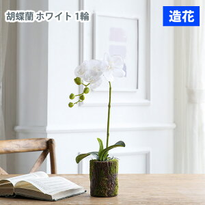 MIZ sv lHA Ӓ IuWF 1 zCg  tFCNt[ A[gt[ CeA AWysz