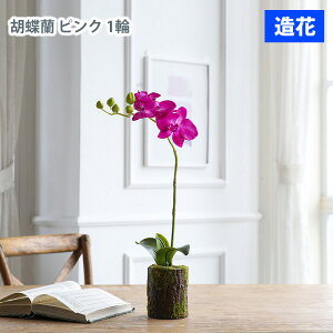 MIZ sv lHA Ӓ IuWF 1 sN  tFCNt[ A[gt[ CeA AWysz