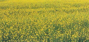 緑肥 景観用緑肥 シロカラシ 地力 1kg カネコ種苗