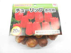 花の大和 チューリップ 球根 特大12cmup球 赤色種 20球 セット
