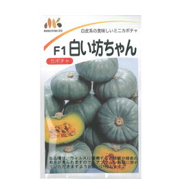 楽天市場 白い坊ちゃんの通販