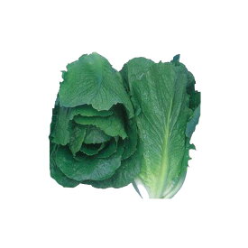 楽天市場 種 ロメインレタスの通販