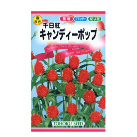 楽天市場 ストロベリーフィールド 花の通販