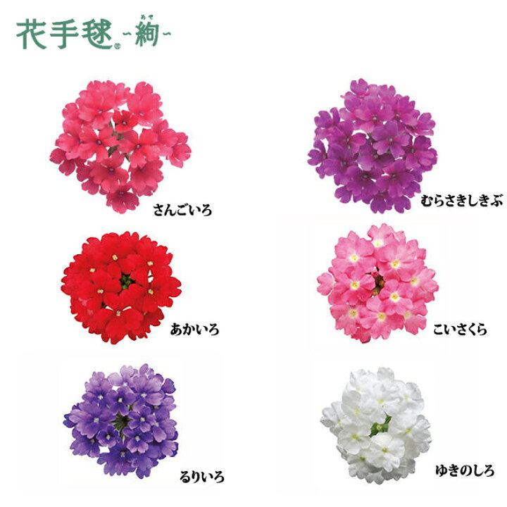 楽天市場 サントリーフラワーズ 花手毬 はなてまり 絢 こいさくら 2株セット イケダグリーンセンター