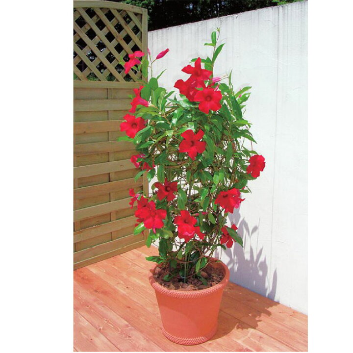 楽天市場 サントリーフラワーズ サンパラソルジャイアント クリムゾンキング 3 5号ポット苗 イケダグリーンセンター 楽天市場 サントリーフラワーズ サンパラソルジャイアント クリムゾンキング 3 5号ポット苗 イケダグリーンセンター