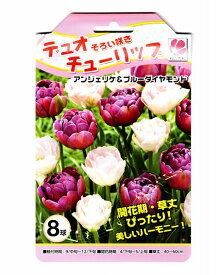 楽天市場 アンジェリケ チューリップの通販 楽天市場 アンジェリケ チューリップの通販