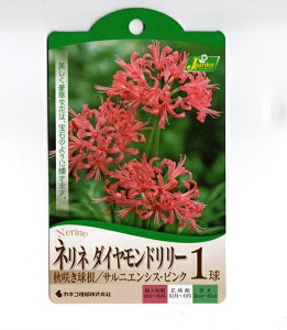 球根 花 ピンクの人気商品 通販 価格比較 価格 Com 球根 花 ピンクの人気商品 通販 価格比較 価格 Com