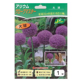 楽天市場 球根 アリウムの通販