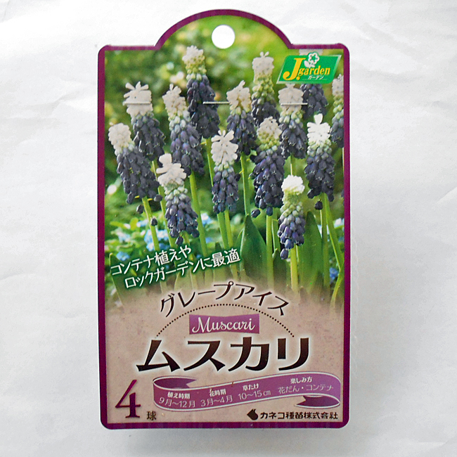 ムスカリ めずらしい ブルー 品質保証 花 球根 花壇 カネコ種苗 新色 4球 6袋までメール便発送 グレープアイス