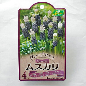種 ムスカリの人気商品 通販 価格比較 価格 Com