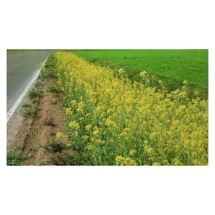 楽天市場 カネコ種苗 緑肥 景観用緑肥 菜の花 500ｇ イケダグリーンセンター