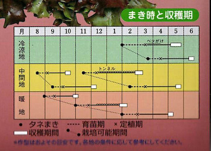 楽天市場】リーフレタス 種 レッドファルダー ペレット5000粒 タキイ育成 : イケダグリーンセンター 楽天市場】リーフレタス 種 レッドファルダー ペレット5000粒 タキイ育成 : イケダグリーンセンター
