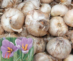 サフラン 球根の人気商品 通販 価格比較 価格 Com