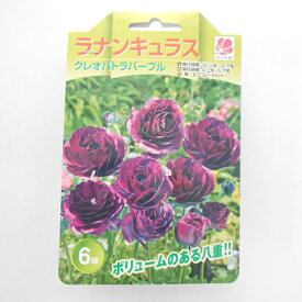 楽天市場 ラナンキュラス球根 パープルの通販