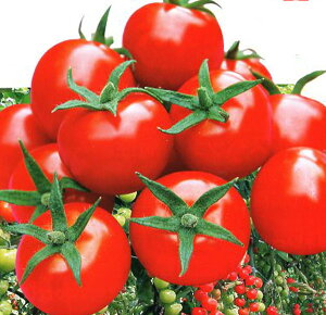 トマト 苗 花 種の人気商品 通販 価格比較 価格 Com