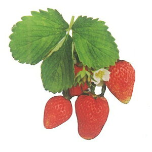 fe C`Sc ߂E}bI 9cm|bgc