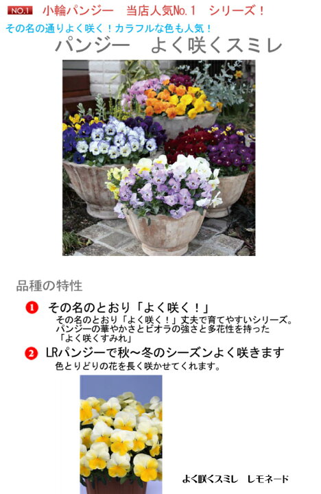 87 Off パンジー よく咲くスミレ レモネード 3 5寸 24苗セット 産地からお庭に直送 ピンピンしてます 鮮度抜群の逸品たち Shipsctc Org 87 Off パンジー よく咲くスミレ レモネード 3 5寸 24苗セット 産地からお庭に直送 ピンピンしてます 鮮度抜群の逸品たち Shipsctc Org