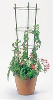 あんどん作り 朝顔 あさがお 花 90ｃｍ リング支柱 第一ビニール 賜物 高級な つる性植物