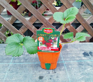 fe C`Sc ߂fJbI 9cm|bgc