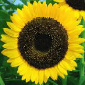 �g�[�z�N �Ԃ̎� ��ւЂ܂��