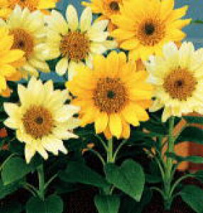 �g�[�z�N �Ԃ̎� �~�j�Ђ܂�� �ĕ���