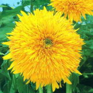 �g�[�z�N �Ԃ̎� ���k���d�Ђ܂��