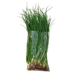 【日付指定不可】タマネギ 苗 ネオアース 100本束