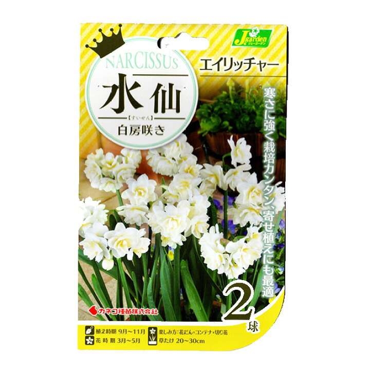 スイセン(エルリッチャー)の特徴や育て方、増やし方等の紹介【ダブル 