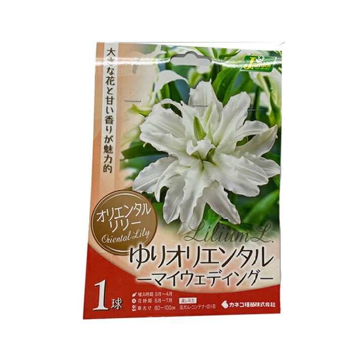 楽天市場】ゆり オリエンタル八重咲き 球根 マイウェディング 1球 