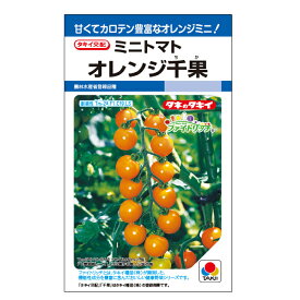 タキイ種苗 ミニトマト 種 オレンジ千果（ちか） DF(小袋）