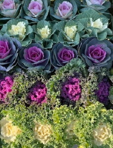 tO c n{^c 40Zbg ނ͓X܂ɂȂ܂