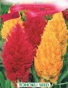 �g�[�z�N �Ԃ̎� ����ク���Ƃ�