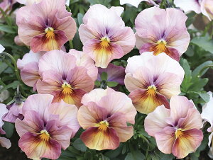 rIc S㇗V[Y Ȃ݂ 񂵂 1