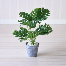 楽天市場 観葉植物 小さいの通販