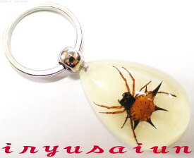 クモ 蜘蛛Specimen key ring昆虫 生物標本キーホルダー 新品 プレゼントギフト おしゃれ 実用的祝い 誕生日 プレゼント特別な日のギフト かわいいおしゃれ 威龍彩雲通販