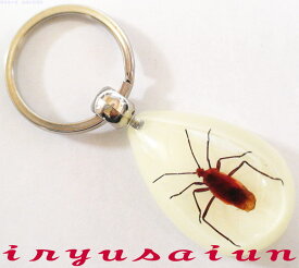 ホシカメムシSpecimen key ring昆虫 生物標本キーホルダー 新品 プレゼントギフト おしゃれ 実用的祝い 誕生日 プレゼント特別な日のギフト かわいいおしゃれ 威龍彩雲通販