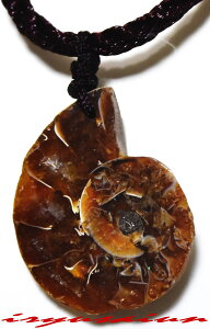 VR AiCg e Jbg y_ggbvjp Vi@_̃fB[XlbNXYlbNXnecklace ammonite fossilЗʉ_ʔ