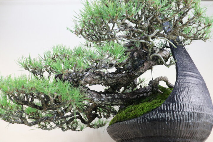 楽天市場】赤松 信州産山取 大型盆栽 （鉢：南蛮壺鉢） 【松 盆栽 