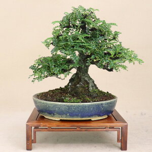 yC\UVE / Rzi~́ij悶