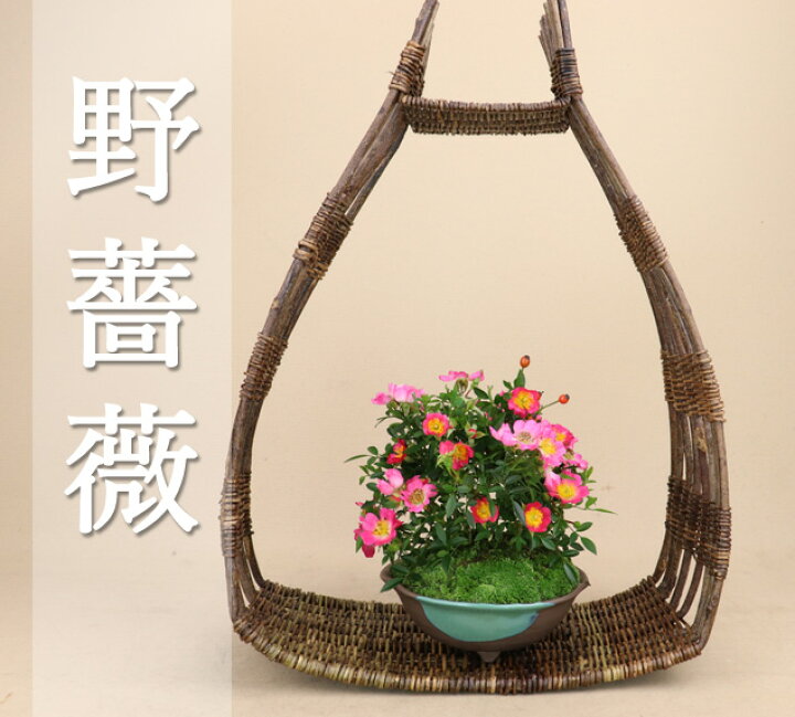 楽天市場 22年の花は終了 送料無料 野バラ 雅 小品盆栽 肥料1年分 育て方説明書プレゼント いよじ園 伊予路園 いよじ園 楽天市場店