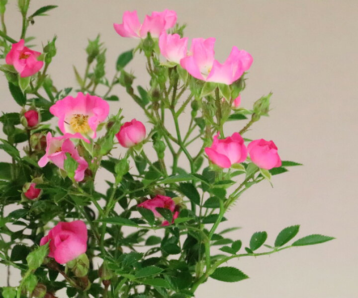 楽天市場 22年の花は終了 送料無料 野バラ 雅 小品盆栽 肥料1年分 育て方説明書プレゼント いよじ園 伊予路園 いよじ園 楽天市場店