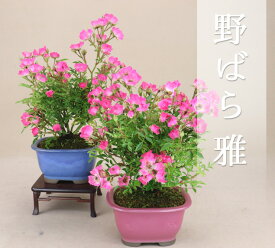 楽天市場 野バラの通販