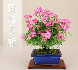 楽天市場 野 バラ 盆栽の通販