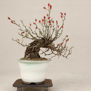 �y ���v�����K�N / ���N�V�}�m�C�o�� �z ���i�~�� �y���悶�� �ɗ\�H���z