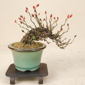 �y ���v�����K�N / ���N�V�}�m�C�o�� �z ���i�~�� �y���悶�� �ɗ\�H���z