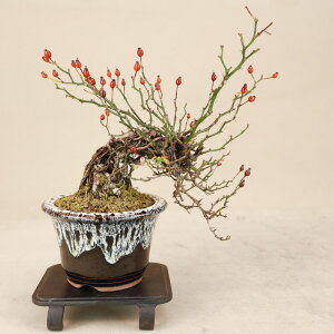 �y ���v�����K�N / ���N�V�}�m�C�o�� �z ���i�~�� �y���悶�� �ɗ\�H���z