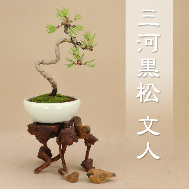 楽天市場】送料無料【盆栽 松】 三河黒松 文人樹形 樹齢6年 最高級肥料 